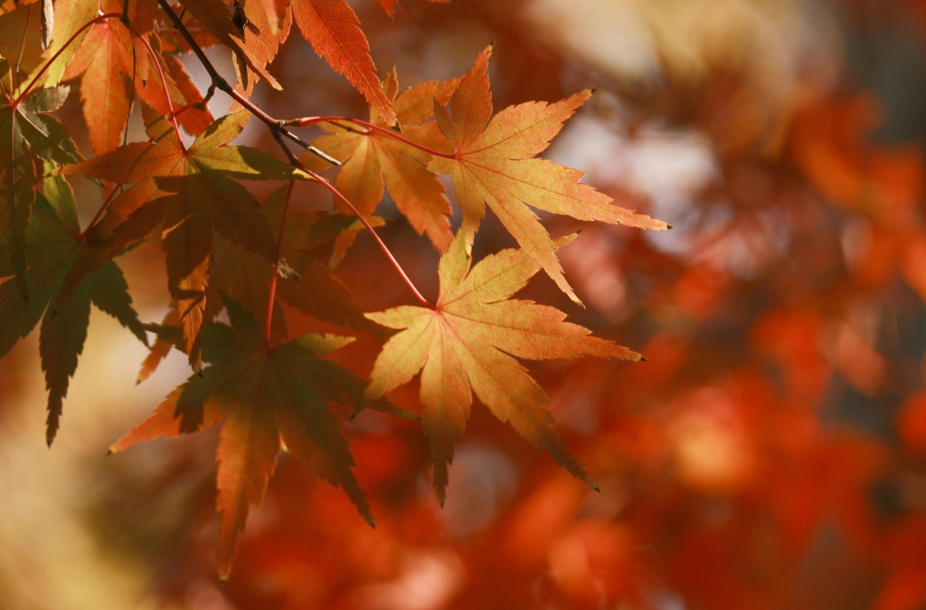 Fall Allergy Symptoms